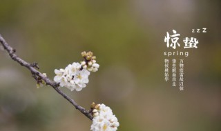 关于惊蛰的优美句子（关于惊蛰的优美句子短句）