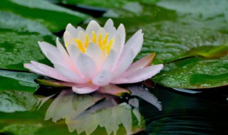 关于描写莲花的诗句（表达莲花的诗句）