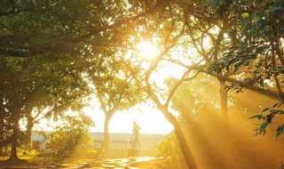 用阳光比喻心情的句子 用阳光比喻心情好的句子