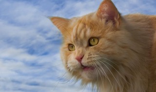 好听的橘猫名字（好听的橘猫名字双字）