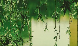 关于描写柳树的好句 关于描写柳树的好句