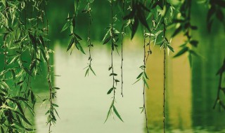 关于赞美柳树的诗句（关于赞美柳树的诗句古诗）