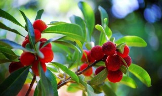 杨梅的嫁接方法和时间（杨梅什么时候嫁接）