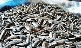 种生瓜子的方法(瓜子怎么种植方法如下)