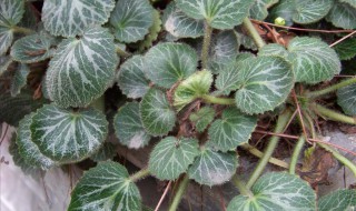 金丝荷叶家庭养殖方法(金丝荷叶养殖方法和注意事项)