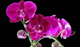 盆栽蝴蝶兰的养殖方法和注意事项 盆栽蝴蝶兰的养殖方法和注意事项视频