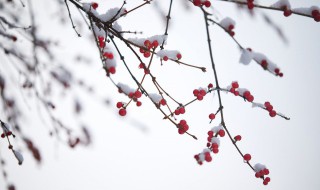 歌颂梅花的古诗词（歌颂梅花的古诗词带拼音）