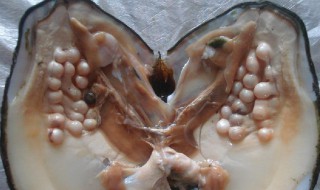 淡水珍珠养殖技巧 淡水珍珠养殖技巧视频