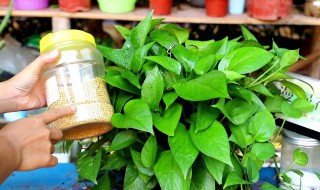 养绿萝的技巧 养绿萝的技巧和方法