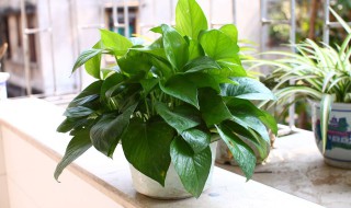 冬天扦插绿萝方法（绿萝冬天可以插扦吗）