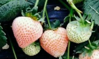 自己种草莓怎么做 自己种草莓怎么做视频