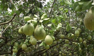 描写夏天柚子树的句子(描写夏天柚子树的句子有哪些)