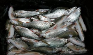 钓鲮鱼开饵技巧 钓鲮鱼怎么开饵