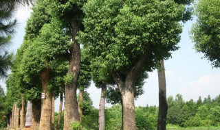 香樟树移栽后的管理方法 香樟树移栽后的管理方法有哪些