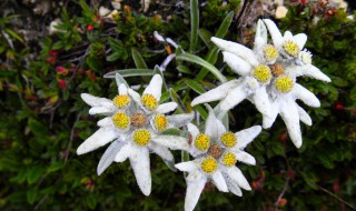 雪绒花怎么养（雪绒花怎么养护）