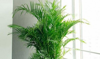 散尾葵怎么养 散尾葵怎么养护与浇水