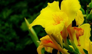 美人蕉怎么养 美人蕉怎么养护呢