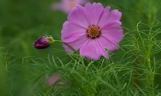 波斯菊怎么养 波斯菊怎么养殖方法