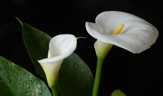 马蹄莲的养护方法(马蹄莲的养护方法鲜花)