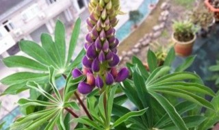 鲁冰花怎么养（鲁冰花怎么养活）