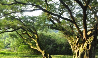 榕树的寓意 榕树的寓意和精神