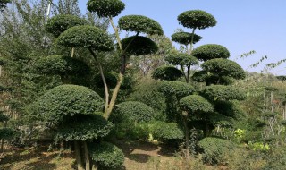 女贞怎么养（女贞的养殖方法和注意事项）