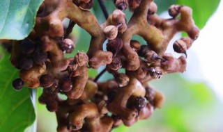 拐枣的功效与作用 拐枣的功效与作用害处