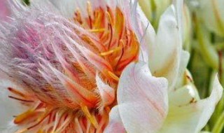 南非新娘花养殖方法（南非新娘花养殖方法和技术）