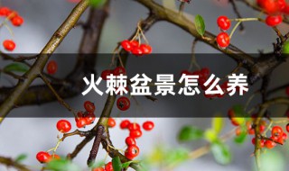 火棘怎么养 刚买回来的火棘怎么养