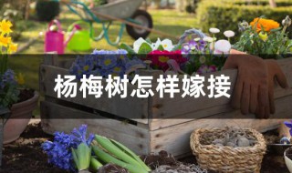 杨梅树嫁接方法（杨梅树嫁接方法有哪几种）