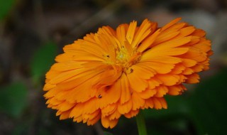 黄金菊的养殖方法 黄金菊的养殖方法和方法