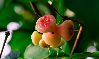 洋蒲桃和蒲桃的区别 洋蒲桃和水蒲桃有什么区别