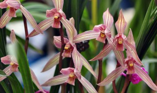 兰草和兰花的区别 兰草和兰花的区别是什么