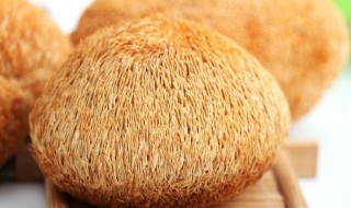 猴头菇怎么吃什么人不适合吃 猴头菇那些人不宜吃