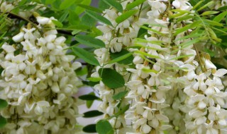 豆虫是什么会危害哪些园林植物 豆虫是害虫吗