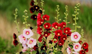 蜀葵怎么养（蜀葵的养殖方法和注意事项）