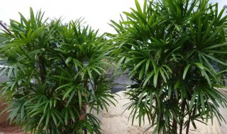 棕竹怎么养（棕竹怎么养才能更旺盛）