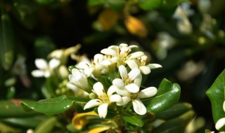 海桐的养殖方法和注意事项