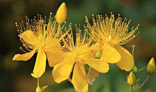 金丝桃怎么养 金丝桃怎么养才能开花