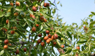 枣树的养殖方法 枣树的养殖方法和注意事项