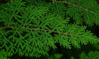 卷柏怎么养（小叶卷柏怎么养）