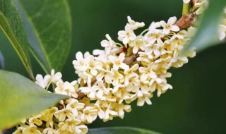 四季桂怎么养 四季桂怎么养殖方法