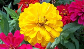 百日草怎么养（百日草怎么养护）