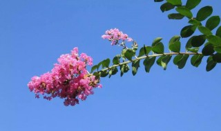 紫薇花怎么养 紫薇花怎么养才开花