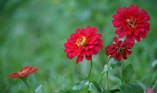 百日草的种类有哪些（百日草有哪些品种）