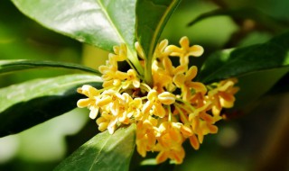 金桂的养殖方法 嫁接金桂的养殖方法