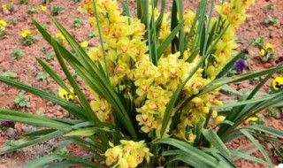 大花蕙兰寓意（大花蕙兰寓意花语）