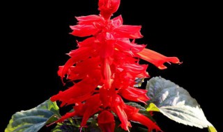 一串红怎么养 一串红怎么养花开的多