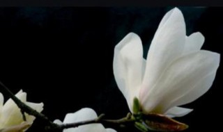 辛夷花和玉兰花的区别 辛夷花和玉兰花的区别图片