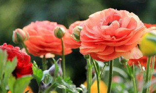 花毛茛怎么养（花毛茛怎么养殖视频解说）